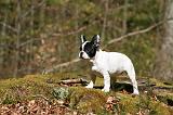 BOULEDOGUE FRANCAIS 1100